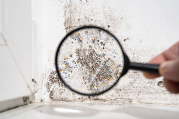 Best Mold Odor Removal Services  in Lake Of The Woods, IL